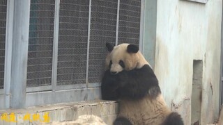 Giant Panda|Naughty Giant Panda