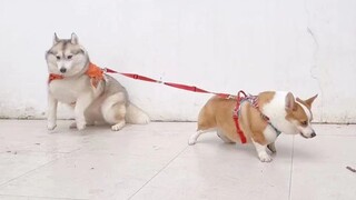 مسابقة شد الحبل بين الكورجي والهاسكي، النتيجة كانت مفاجئة للغاية