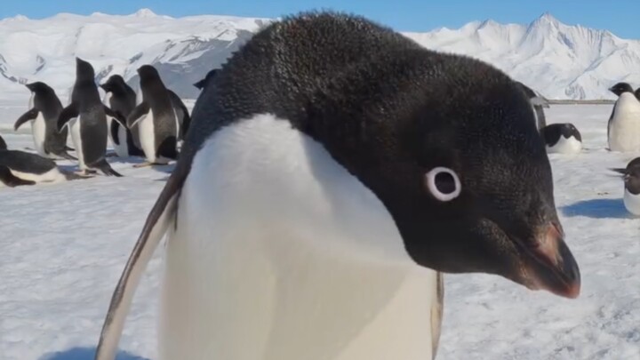 Adélie penguin observation camera 🐧