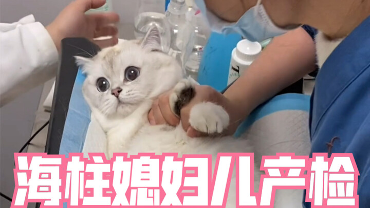 Zhang Haizhu looked completely baffled the whole time....