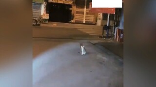 Tròi oi, con mèo dễ dãi #haihuoc