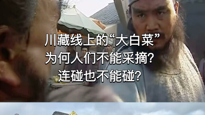 Why can’t people pick, or even touch, the “cabbages” along the Sichuan-Tibet Highway?