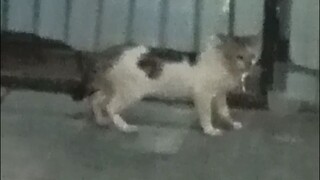 Liat Kucing Gak Kenal Teman Sahabat Malah Ikutan Makan Terus • Pukul 19:40:58 WIB