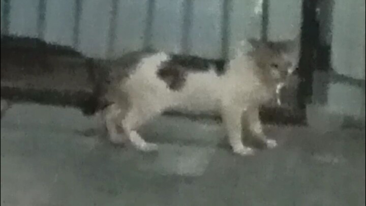 Liat Kucing Gak Kenal Teman Sahabat Malah Ikutan Makan Terus • Pukul 19:40:58 WIB