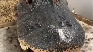 利用食腐的虫子制作一个鳄鱼头骨标本