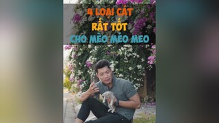 4 Loại cát dùng tốt cho Mèo Méo Meo tuitienpet dcgr pet LearnOnTikTok education cat tips