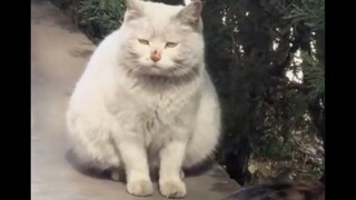 小猫咪也不明白，为什么没有人要它，为什么别人叫它流浪猫。