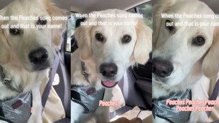 When a dog hears a song with the same name as its own...