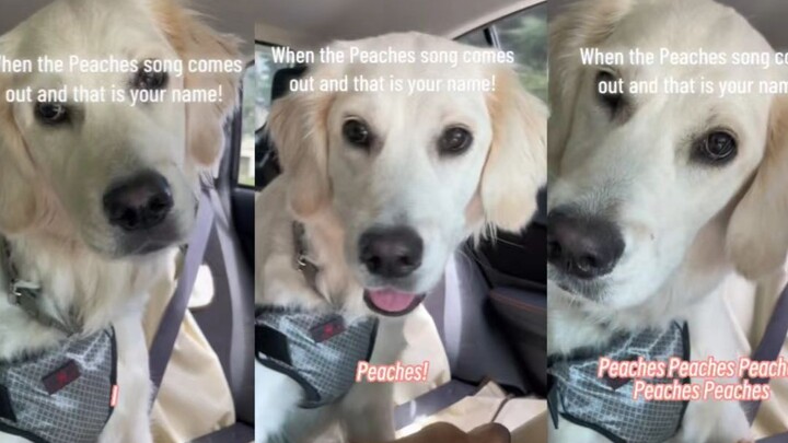 عندما تسمع الكلاب أغنية تحمل نفس اسمها...