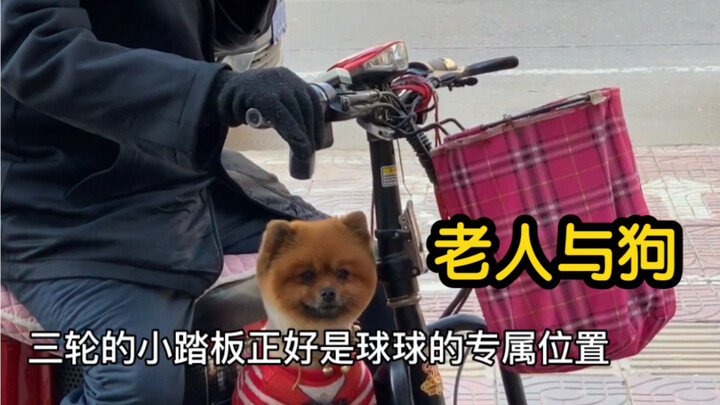 في الأعياد والمناسبات، يصطحب المسنّون الجرو إلى المحل للاستحمام وقصّ الفراء.