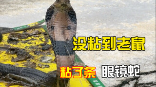 家里粘了条眼镜蛇你见过吗？