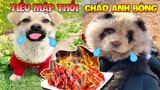 Thú Cưng Vlog | Chip Tiểu Mập Thối Và Bông Ham Ăn Gặp Nhau | Chó thông minh đáng yêu | Smart dog pet