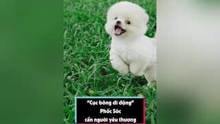 Cục bông cần tìm nhà mới tuitienpet petonesaigon dcgr pomeranian