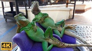 4K 😻 Funny lizards compilation 😅 Funny lizards with other animals  - Kris reaction