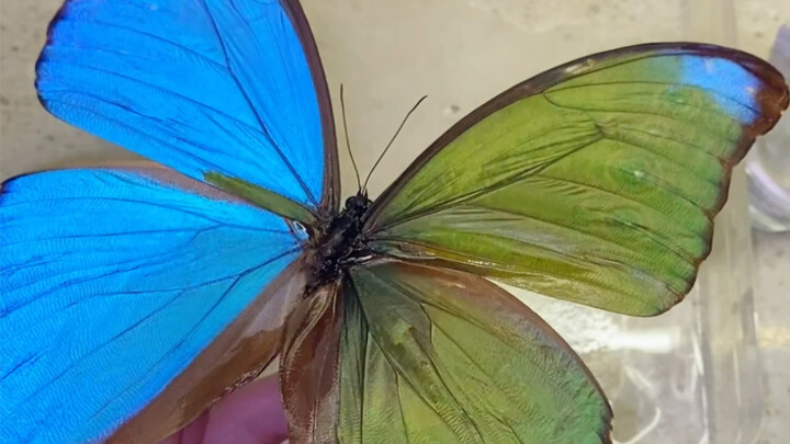 Has the Morpho butterfly mutated? The Large Blue Morpho turning green? (Human-made version