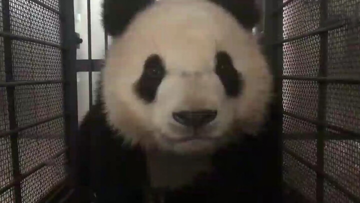 Panda leaves for Beijing. Its mother bids it a teary farewell.
