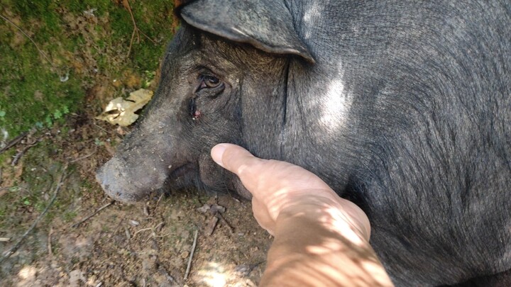 ลูกหมูไม่ดิ้นแล้ว ยอมแพ้แล้ว!