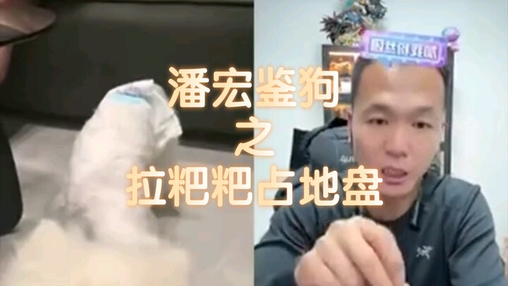 [Pan Hong Live Replay] "How to Solve Your Dog's Messy Potty Habits"