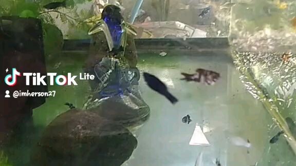 Positive Benefits of Fish Keepings