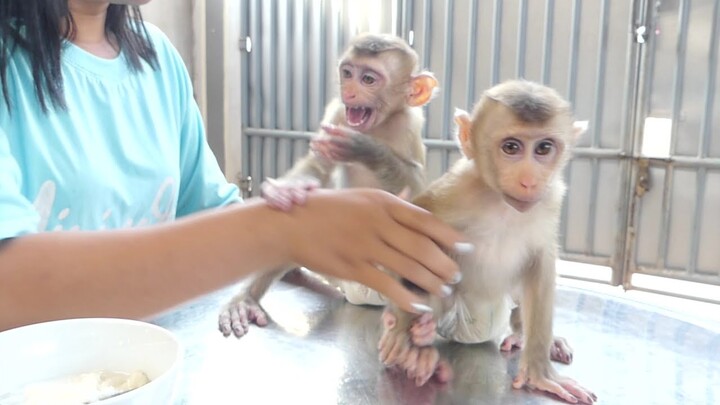 Monkey Eat Snacks | Wow Little Maki Crying Seizures Can't Wait Mom Prepare Dessert For Him