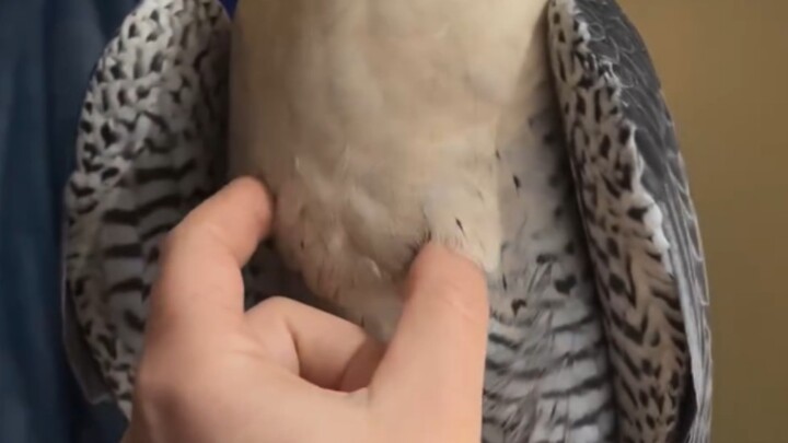 ลูบๆ ท้องเหยี่ยวเพเรกริน