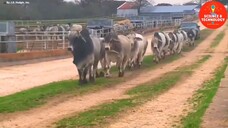 AMAZING BRAHMAN CATTLE FARMING