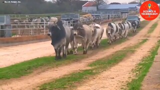 AMAZING BRAHMAN CATTLE FARMING