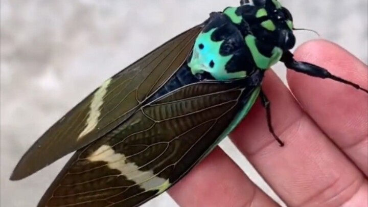 الفرق بين صوت الزيز في مختلف المقاطعات كبير جدًا إلى هذا الحد!