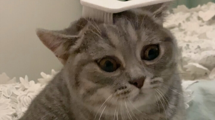 Nghe nói dùng bàn chải chải đầu cho mèo sẽ khiến nó cảm nhận được cảm giác như mẹ, điều này có thật 