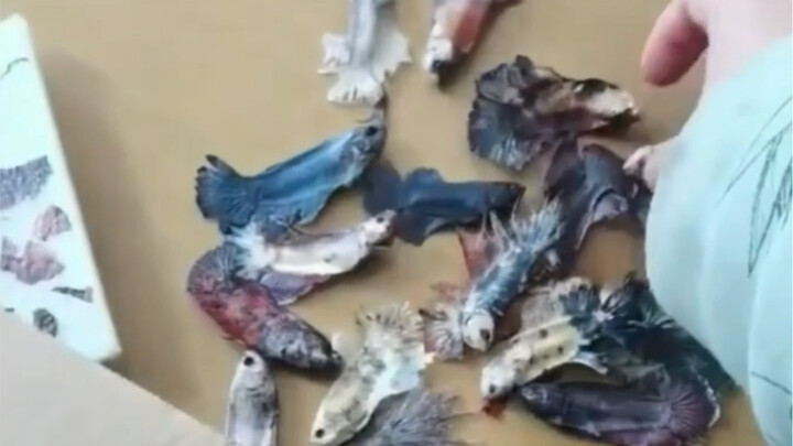 Is this fish a must-have? #Unbelievable