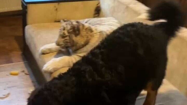 大下午emo小猫看电视