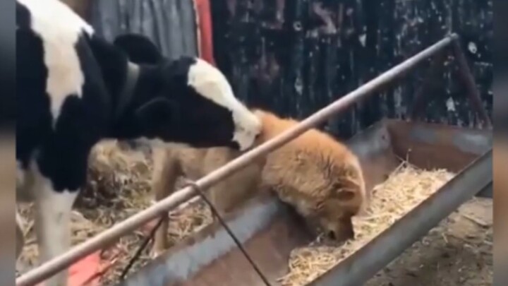 Anjing: Kak Niu, jangan gitu dong! Kak Niu~