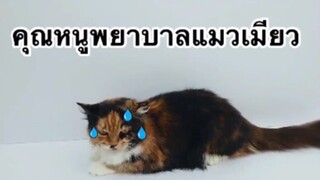 สัตว์เลี้ยง เพื่อนขนปุย : คุณหนูพยาบาลแมวเหมียว