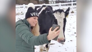 牛妈妈见不到孩子伤心欲绝，直到她给孩子拨了视频通话，神奇的事情发生了！【中字】