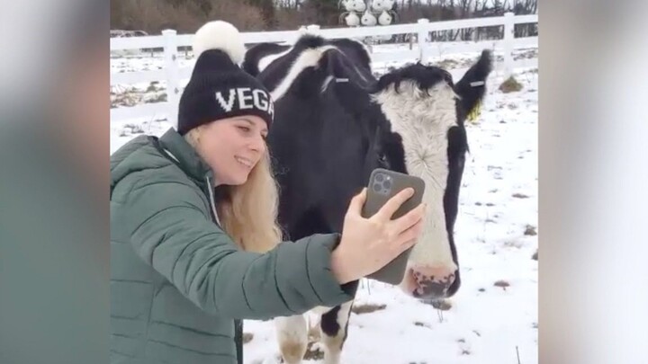 Sang ibu sapi sangat sedih karena tidak bisa bertemu anaknya, hingga dia melakukan panggilan video d