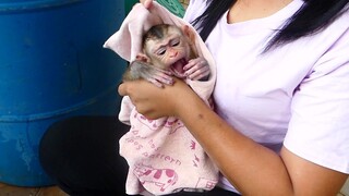 Cute Baby monkey Maki Feel Sleepy When Mom Comfort Him After Take The Bath