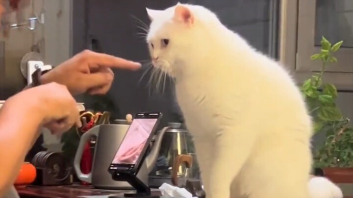 قطة عائلة العمّ كبيرة الذكاء والجمال حقًا!