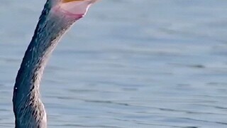 Meet the Anhinga, also known as the snake bird or water turkey, or as I like to call them “Holy Crap