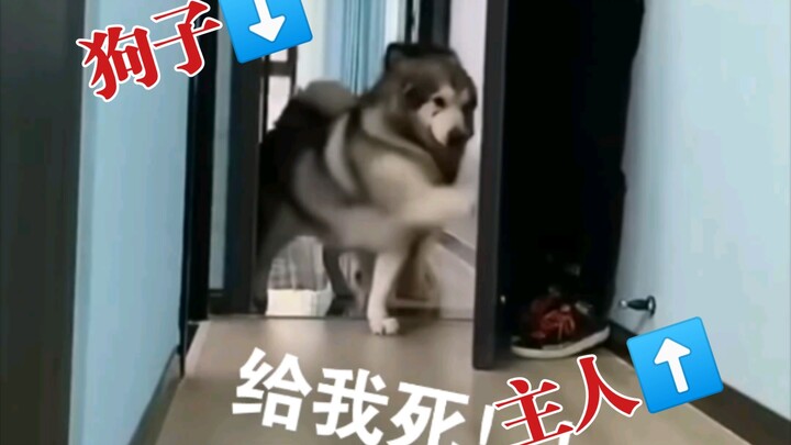 การเตะไม่กี่ครั้งของหมาตัวนี้มีเรื่องส่วนตัวปนอยู่ด้วยเยอะเลย ฮ่าๆๆ