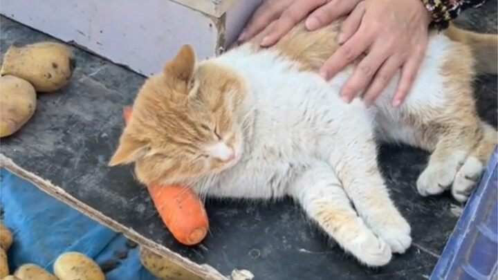 Cat: Buy it if you want, don’t touch it if you don’t want