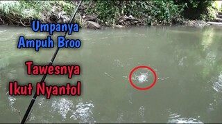 Niat Mancing Ikan Brek Malah Para Ikan Tawes Juga Ikut Nyangkut