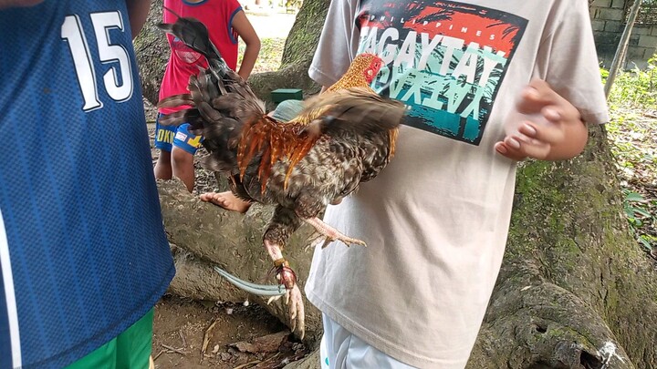 bulik vs pula fastest kill