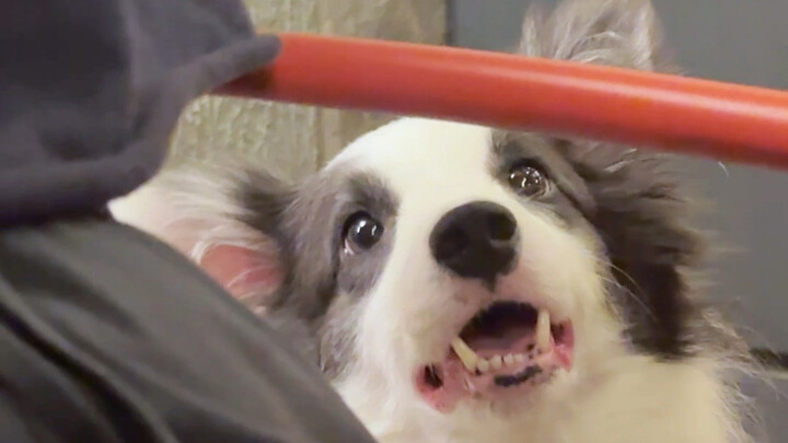 ما الفرق بين هذا وتربيه ابنة؟