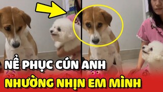 Nể phục sự THÔNG MINH và NHƯỜNG NHỊN em của chú chó ta 😍 | Yêu Lu