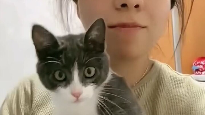 This Cat Is Too Cute to Handle! 🥹🐱