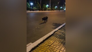 Người yêu thì không có nhưng chó thì phải có một con 🤣🤣🤣🤣 policedog chó_cưng