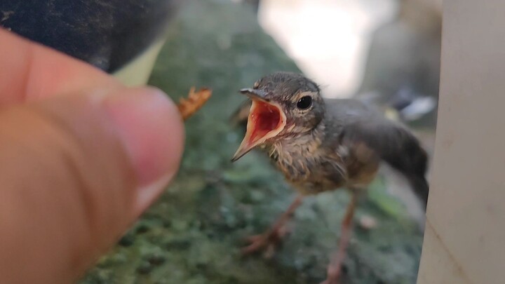 Burung berhati serigala, benar-benar menyesal telah menyelamatkanmu!