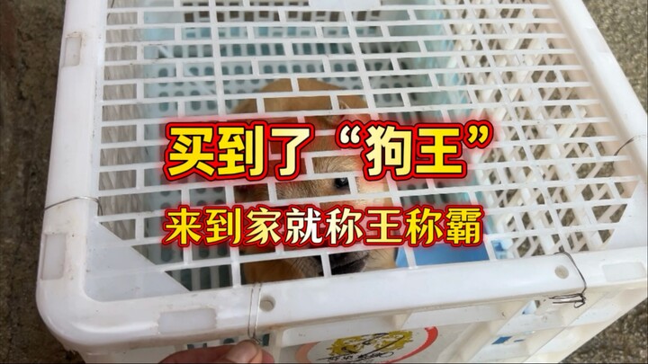 Young guy scores the “Dog King” — and as soon as it gets home, it starts ruling the roost, with all 