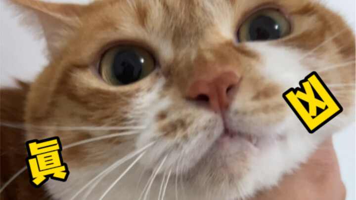 My yellow cat pooped in my clay-pot rice—take my experience as a warning, everyone.
