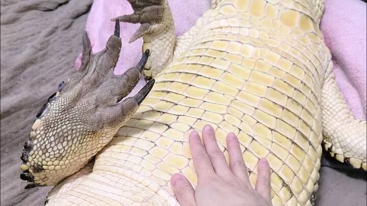 I flipped the croc over again and gave it another good scratch!